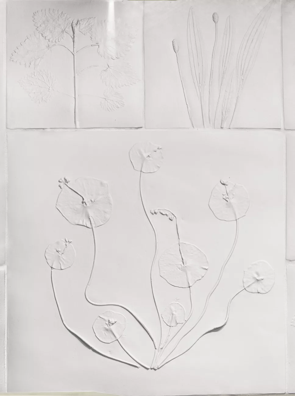 les plantes