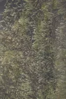 Velours végétal